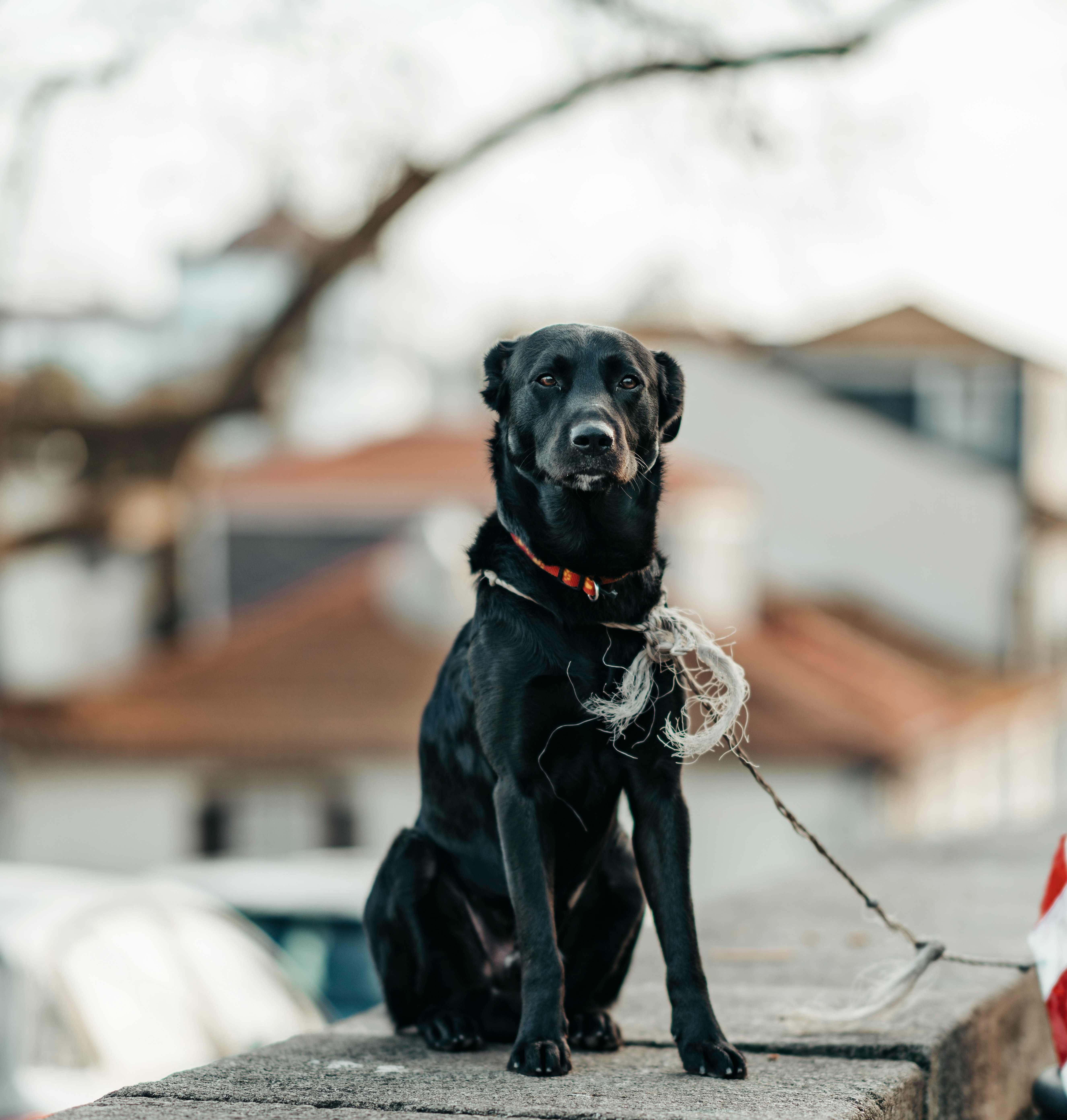 adult black Labrador retriever sitting on floor selective focus photography